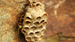 Cosa fare se troviamo un nido di vespe